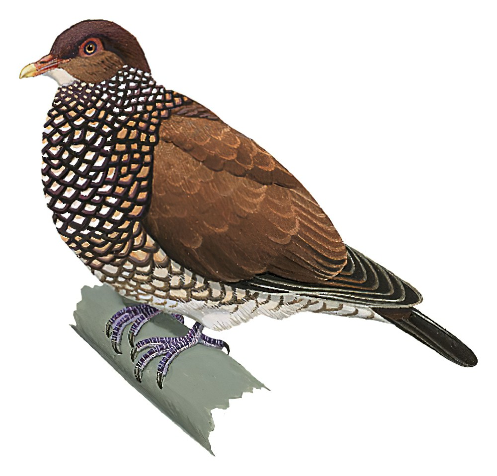 Scaled Pigeon / Patagioenas speciosa