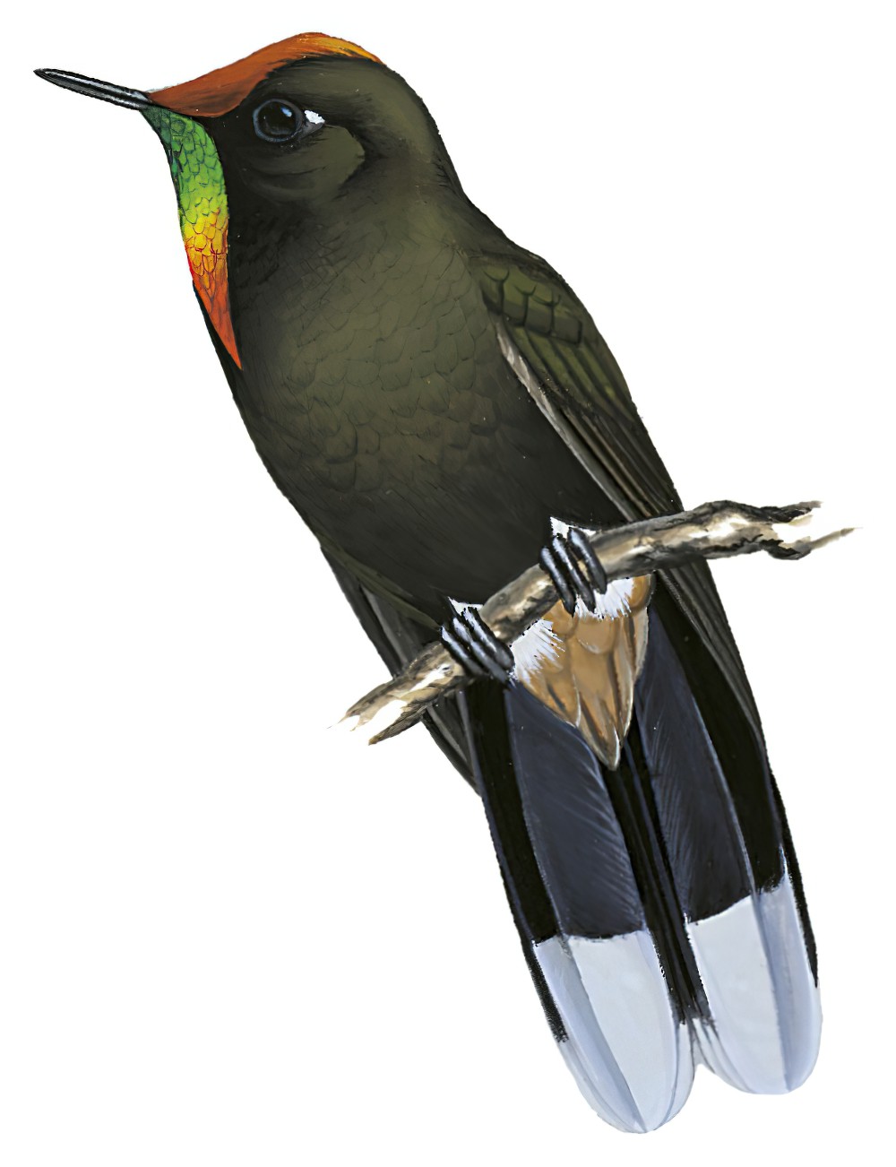 Rainbow-bearded Thornbill / Chalcostigma herrani
