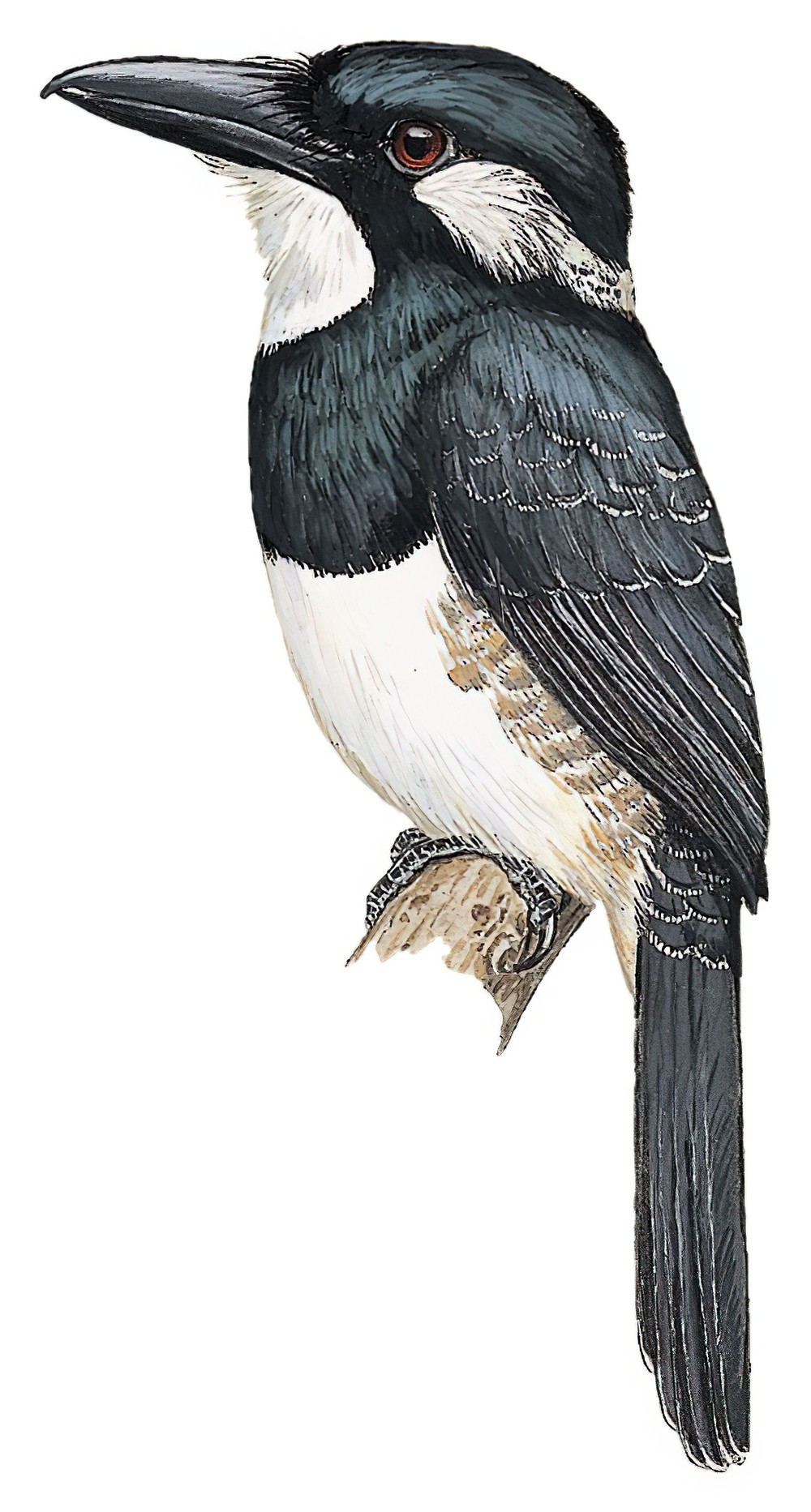 Black-breasted Puffbird / Notharchus pectoralis