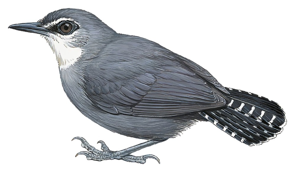White-throated Antbird / Oneillornis salvini