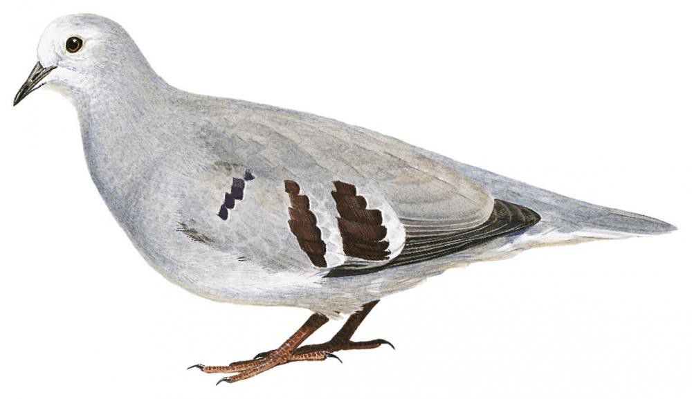 Purple-winged Ground Dove / Paraclaravis geoffroyi