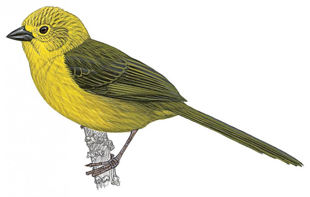 Yellow-headed Brushfinch / Atlapetes flaviceps