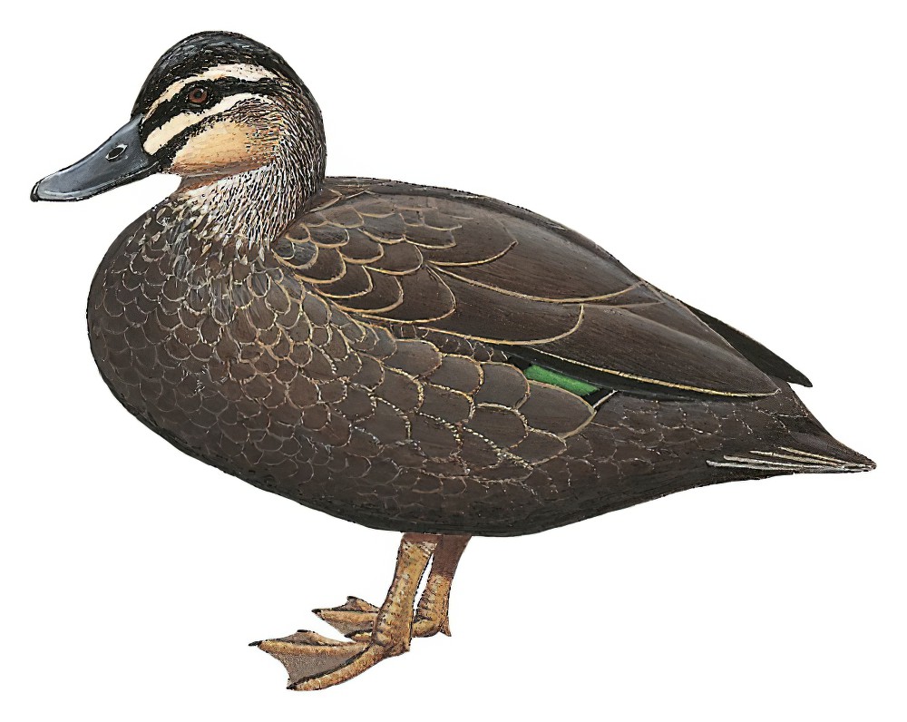 Pacific Black Duck / Anas superciliosa
