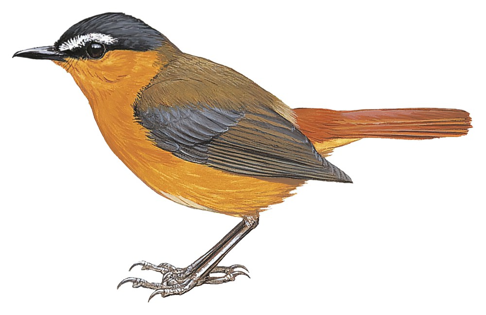 Gray-winged Robin-Chat / Cossypha polioptera