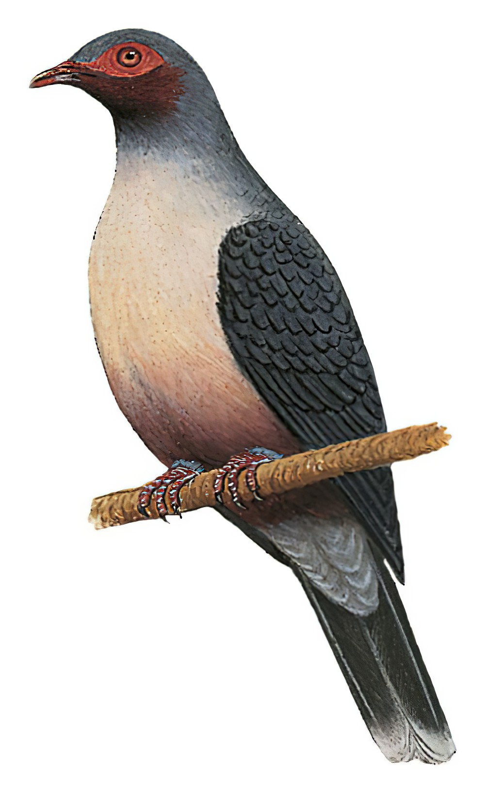 Papuan Mountain-Pigeon / Gymnophaps albertisii