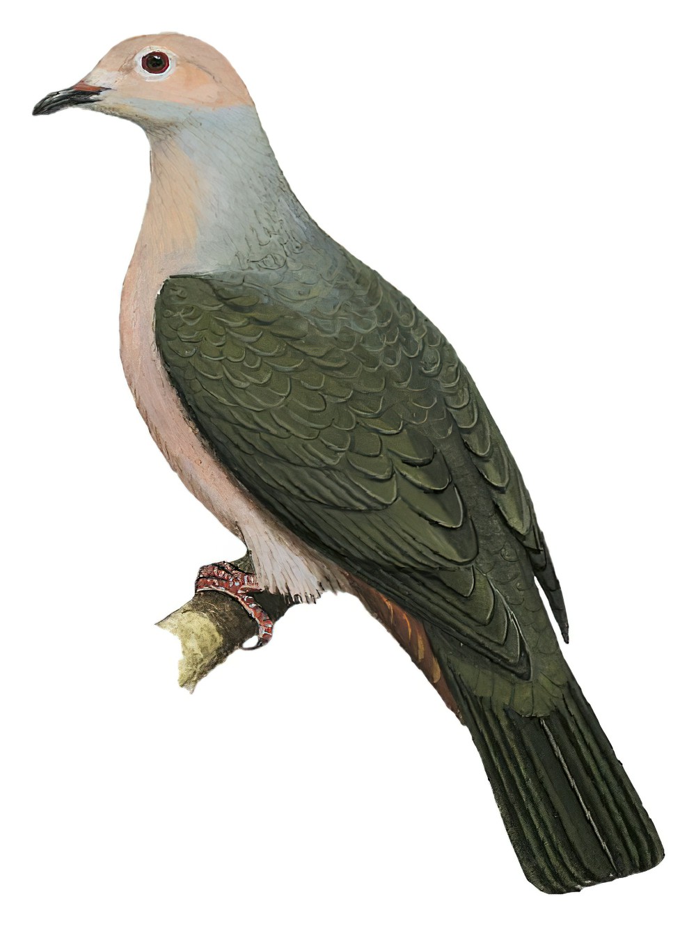 Pink-headed Imperial-Pigeon / Ducula rosacea