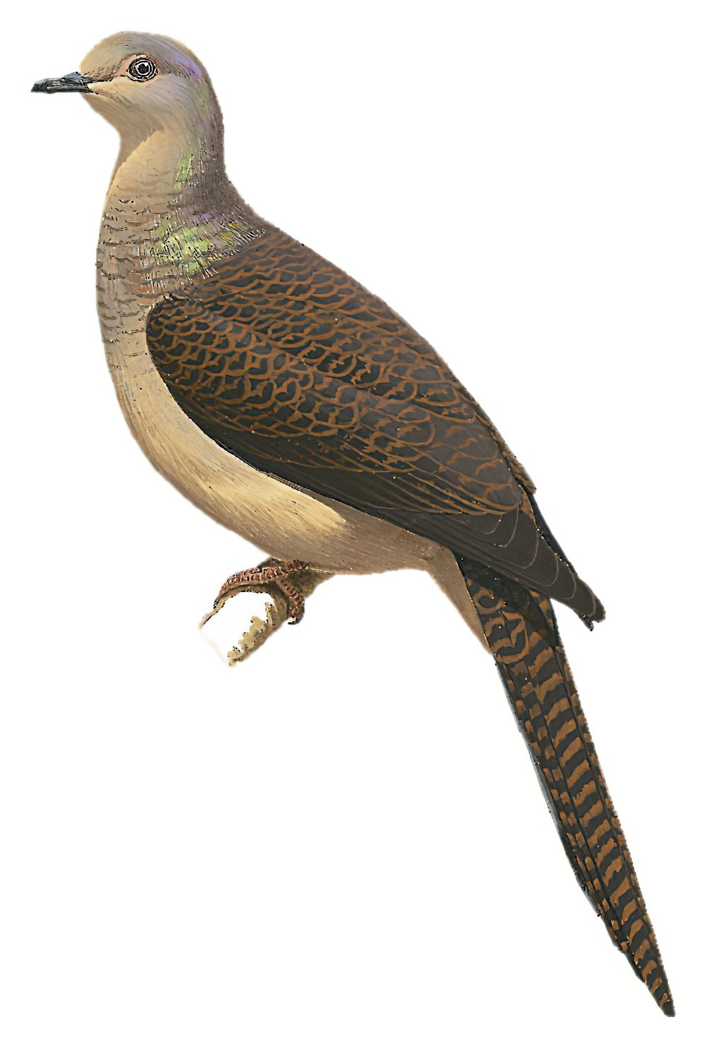Barred Cuckoo-Dove / Macropygia unchall