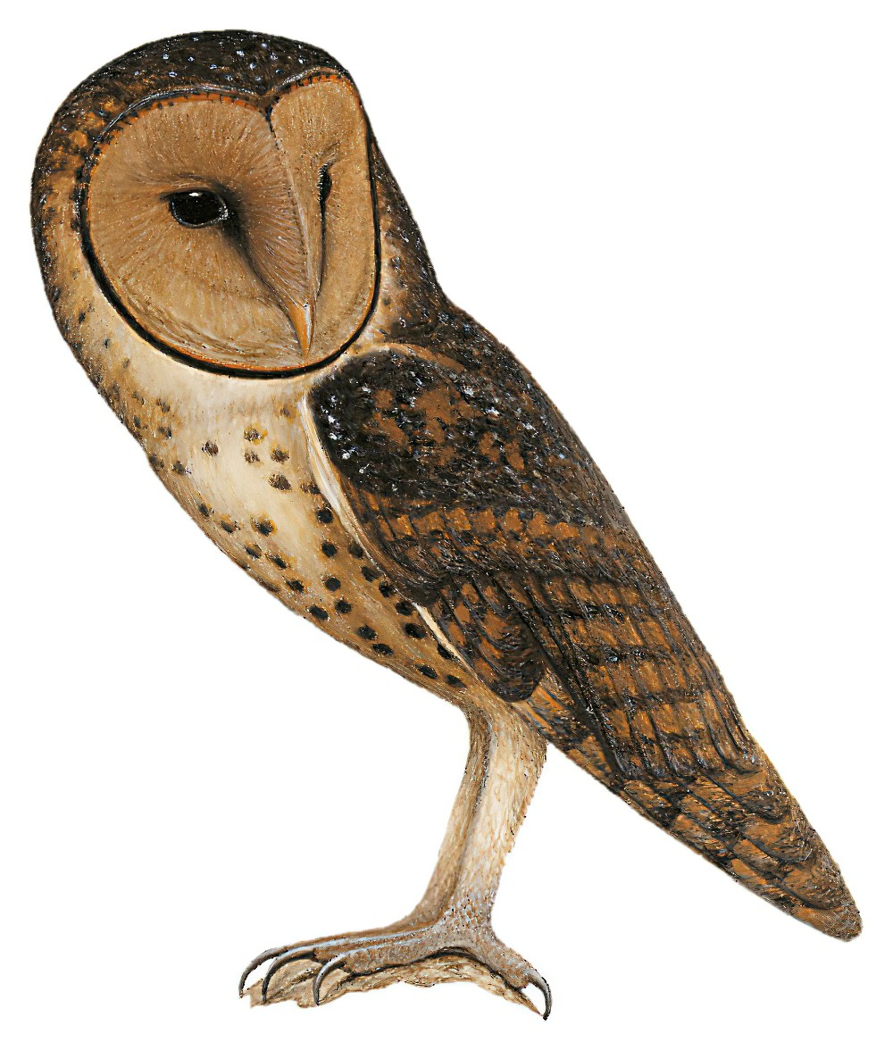 Lesser Masked-Owl / Tyto sororcula