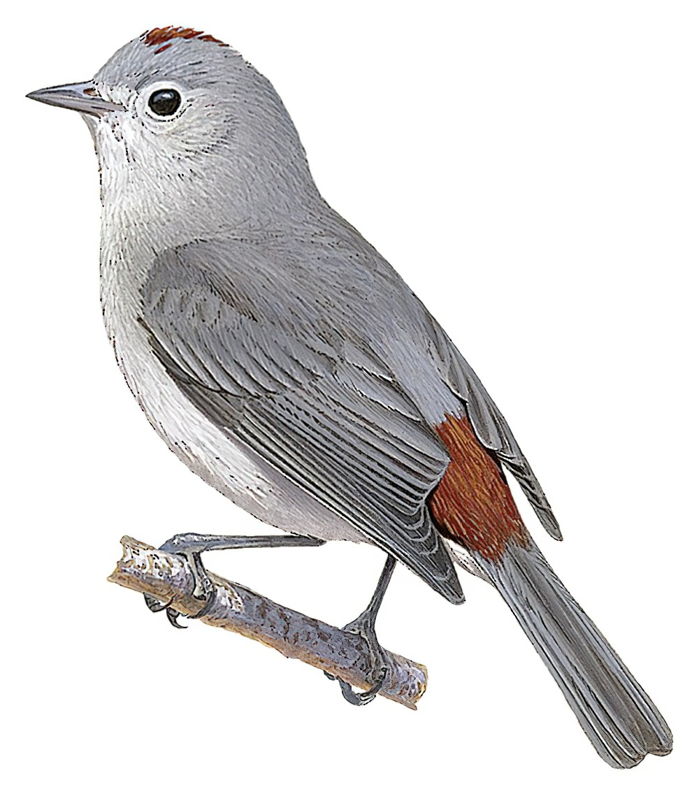 Lucy\'s Warbler / Leiothlypis luciae