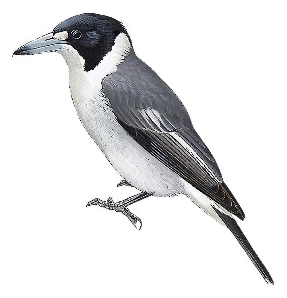 Gray Butcherbird / Cracticus torquatus
