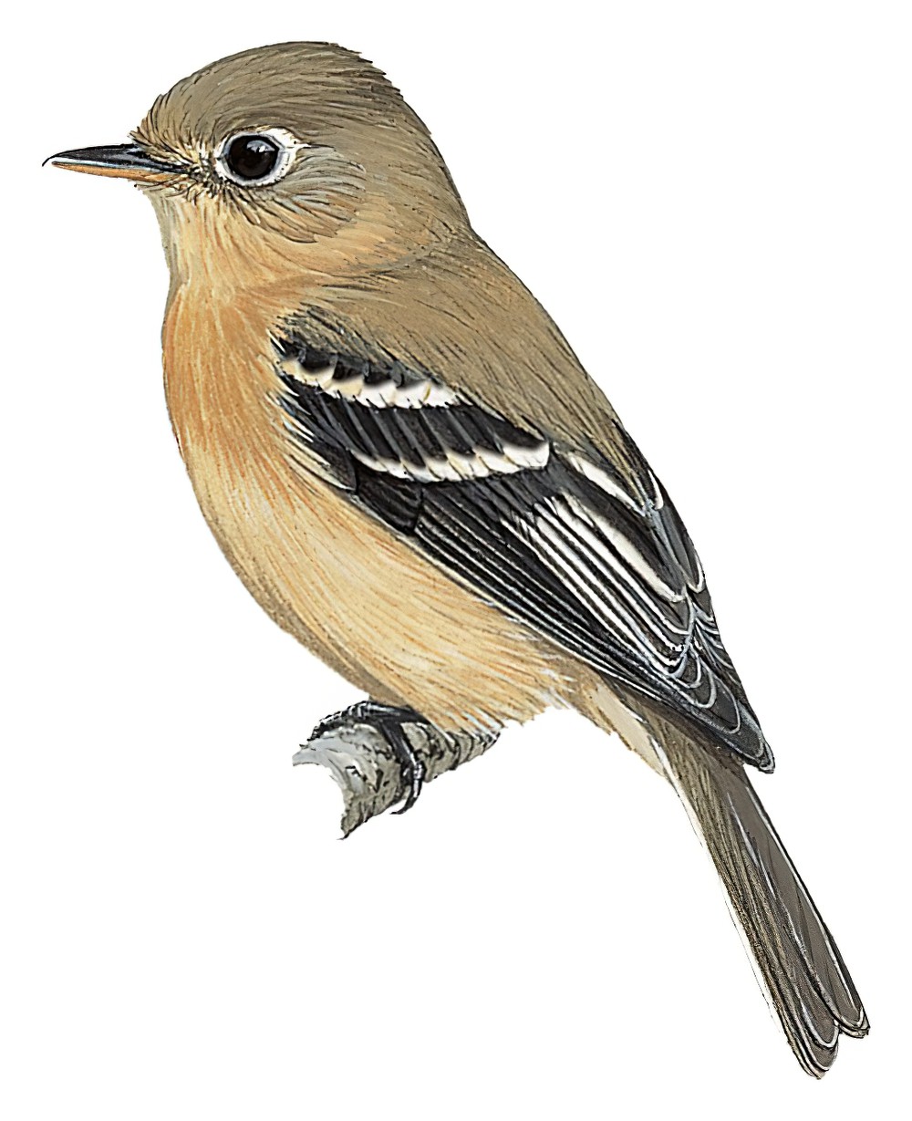 Buff-breasted Flycatcher / Empidonax fulvifrons