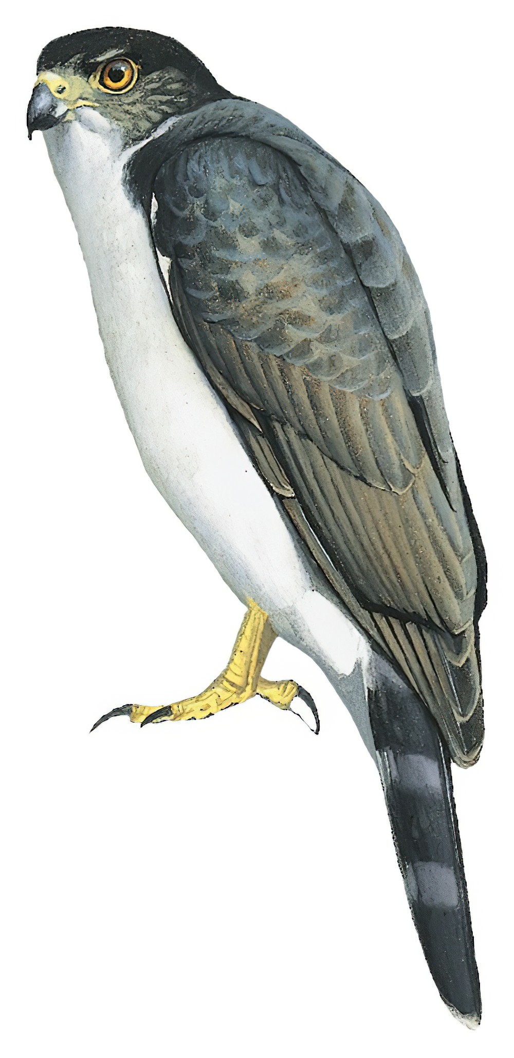 Gray-bellied Hawk / Accipiter poliogaster