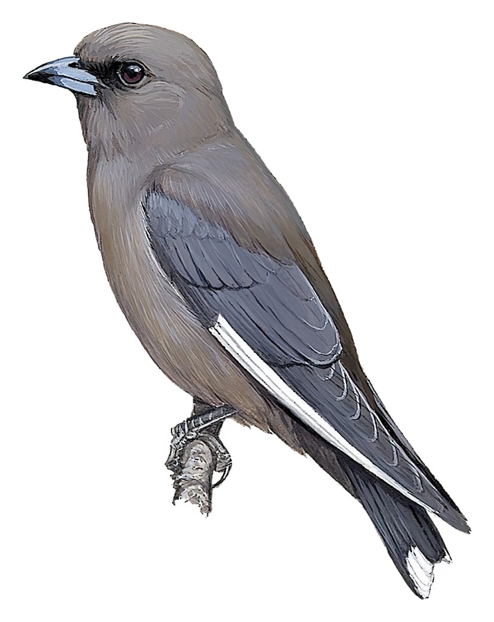 Dusky Woodswallow / Artamus cyanopterus