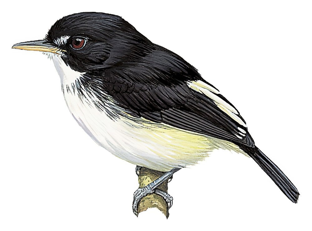 Black-and-white Tody-Flycatcher / Poecilotriccus capitalis