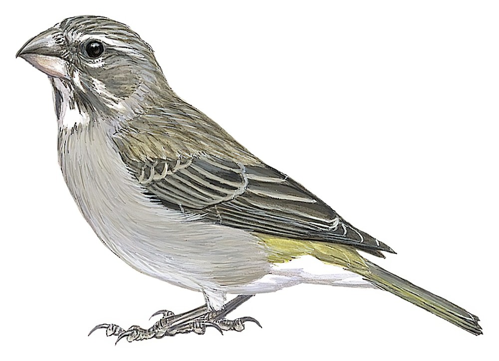 White-throated Canary / Crithagra albogularis