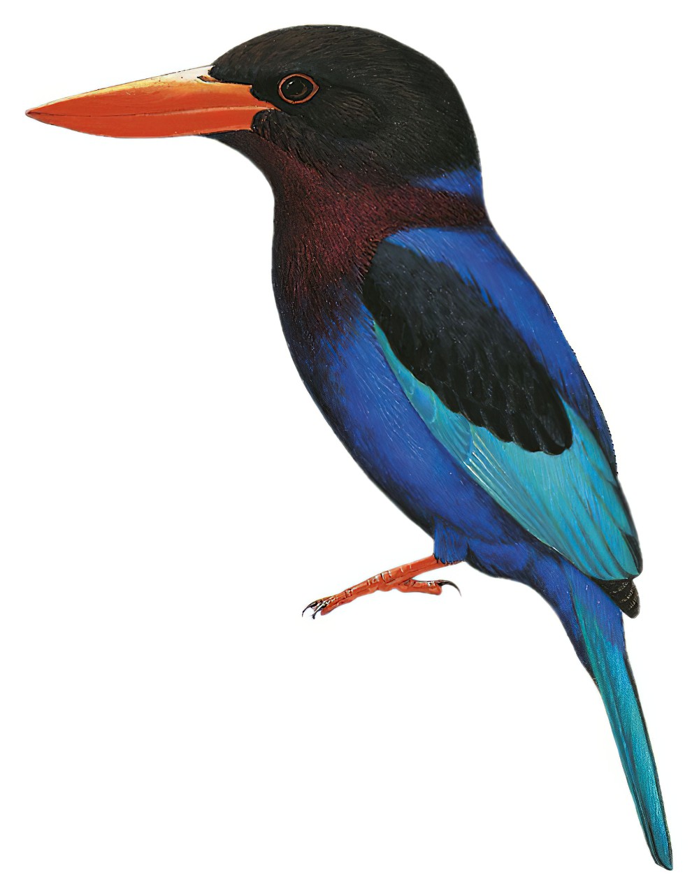 Javan Kingfisher / Halcyon cyanoventris