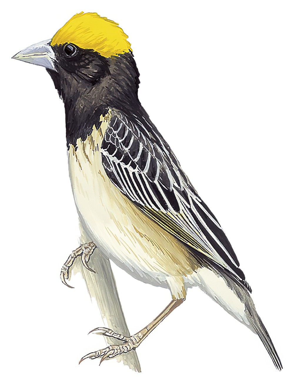 Black-breasted Weaver / Ploceus benghalensis