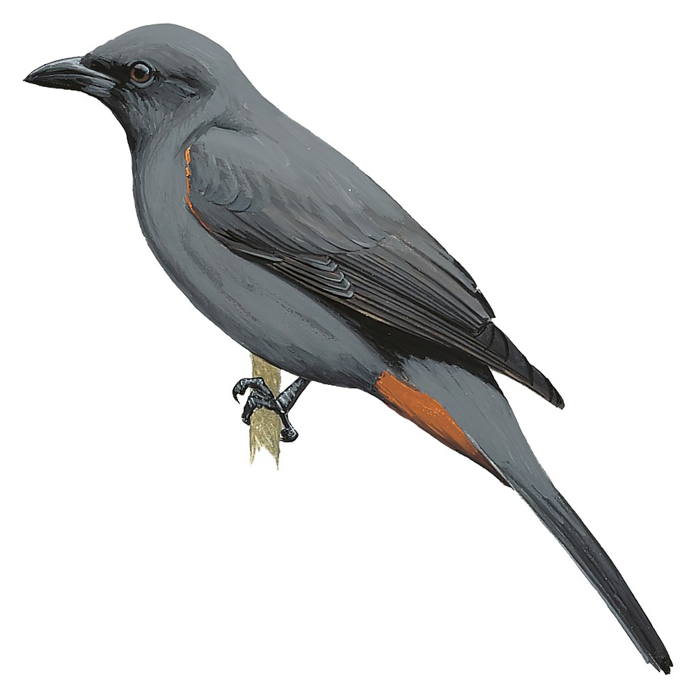 New Caledonian Cuckooshrike / Analisoma analis