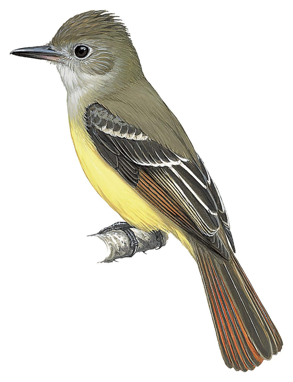 Great Crested Flycatcher / Myiarchus crinitus