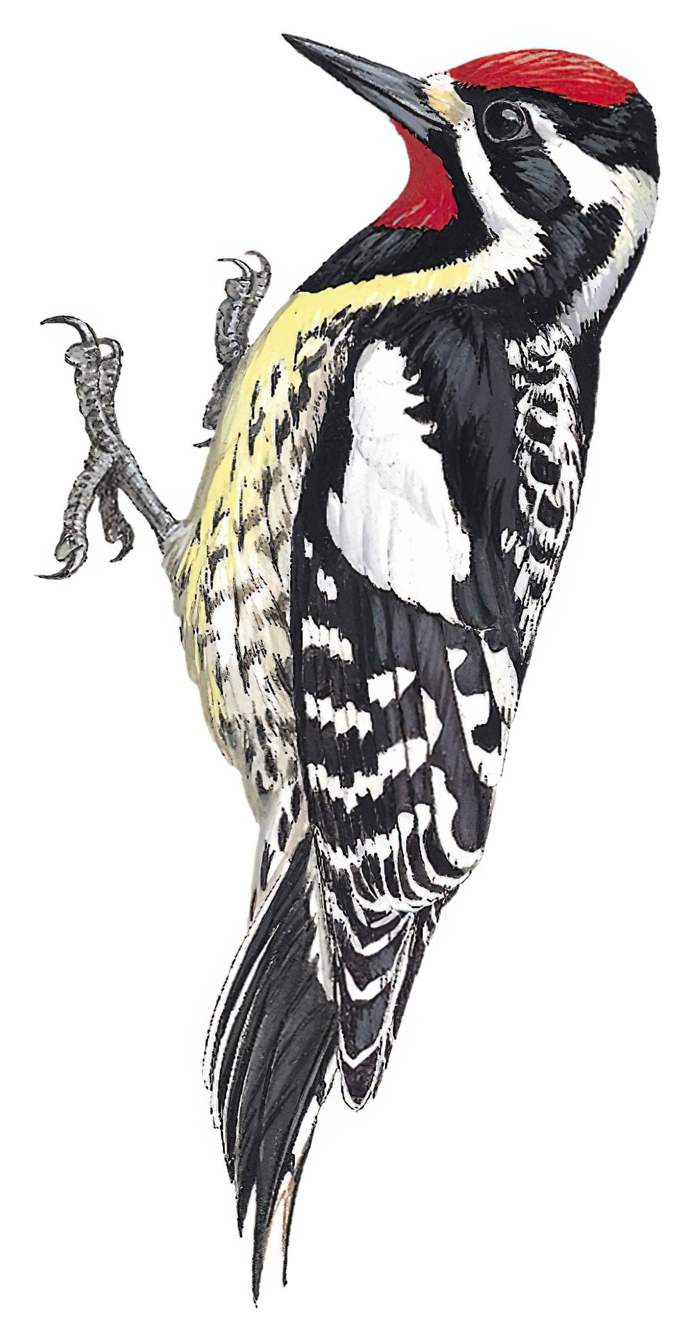Yellow-bellied Sapsucker / Sphyrapicus varius