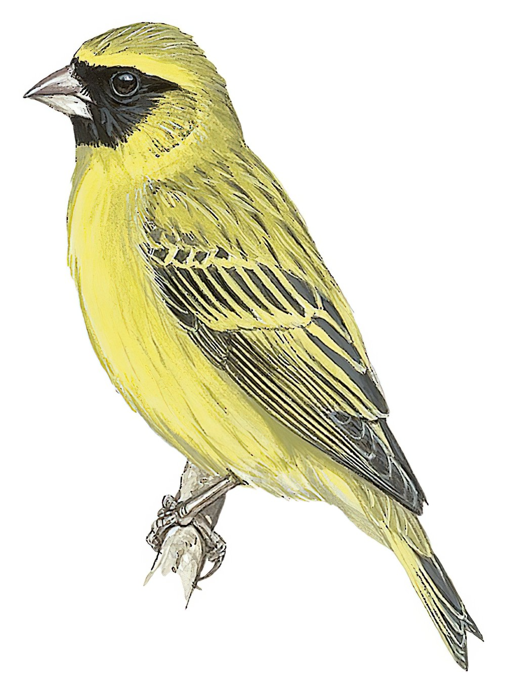 Black-faced Canary / Crithagra capistrata
