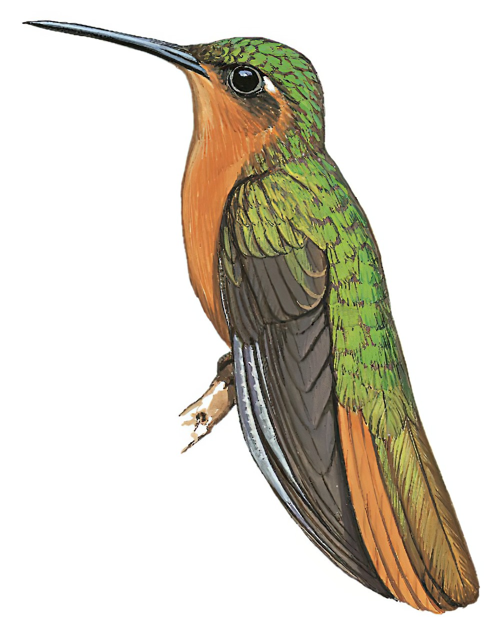 Rufous-breasted Sabrewing / Campylopterus hyperythrus