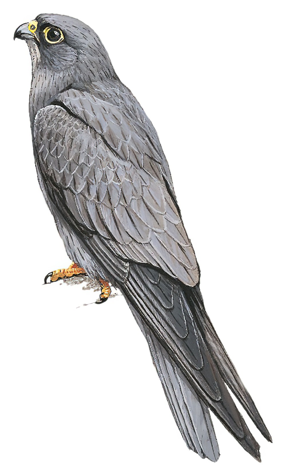 Sooty Falcon / Falco concolor