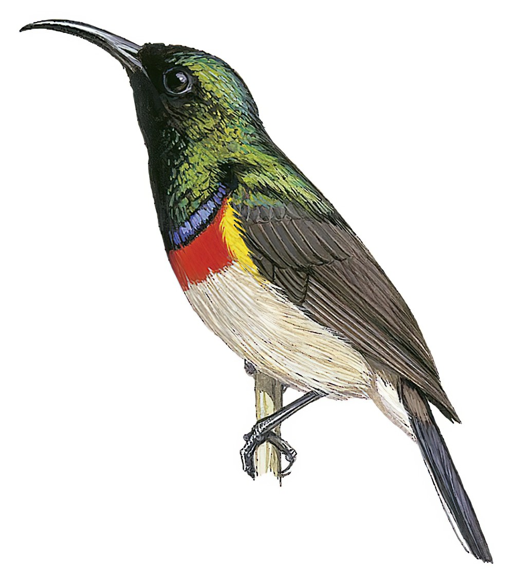 Western Miombo Sunbird / Cinnyris gertrudis