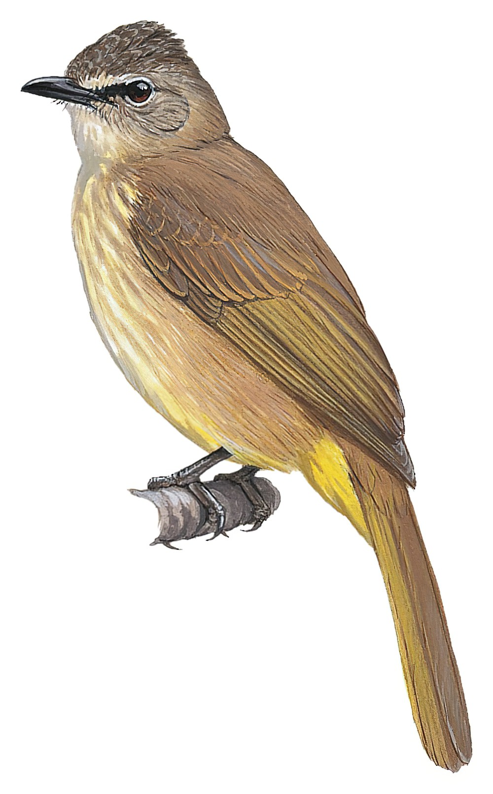 Flavescent Bulbul / Pycnonotus flavescens