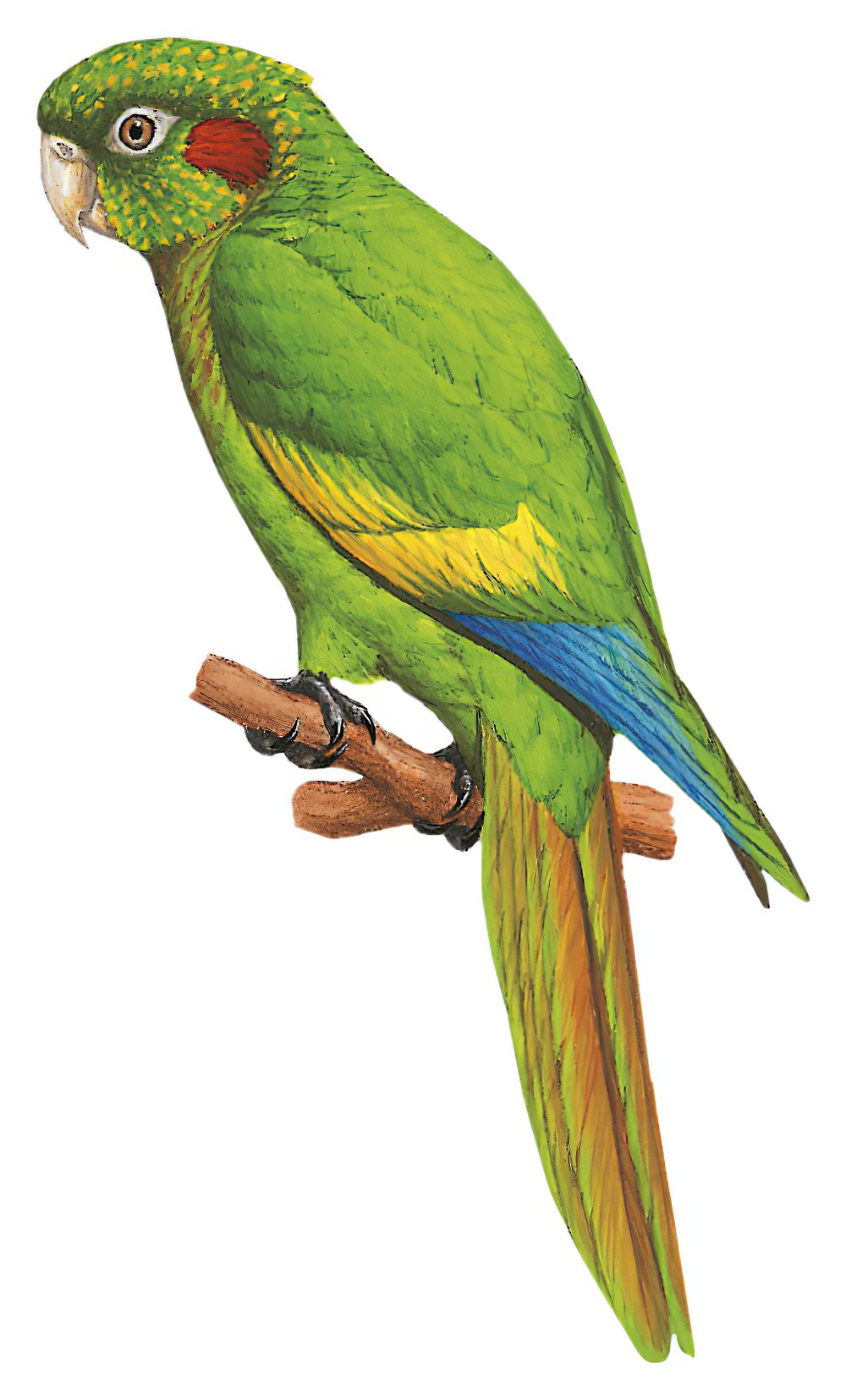 Sulphur-winged Parakeet / Pyrrhura hoffmanni