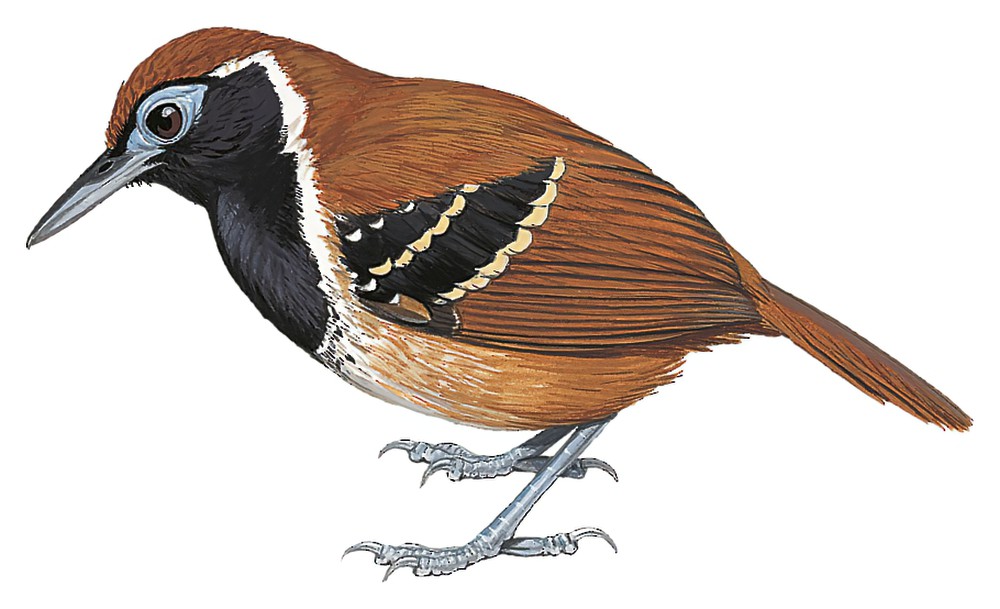 Ferruginous-backed Antbird / Myrmoderus ferrugineus
