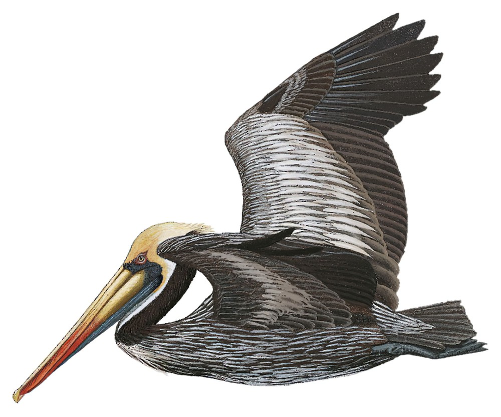 Peruvian Pelican / Pelecanus thagus