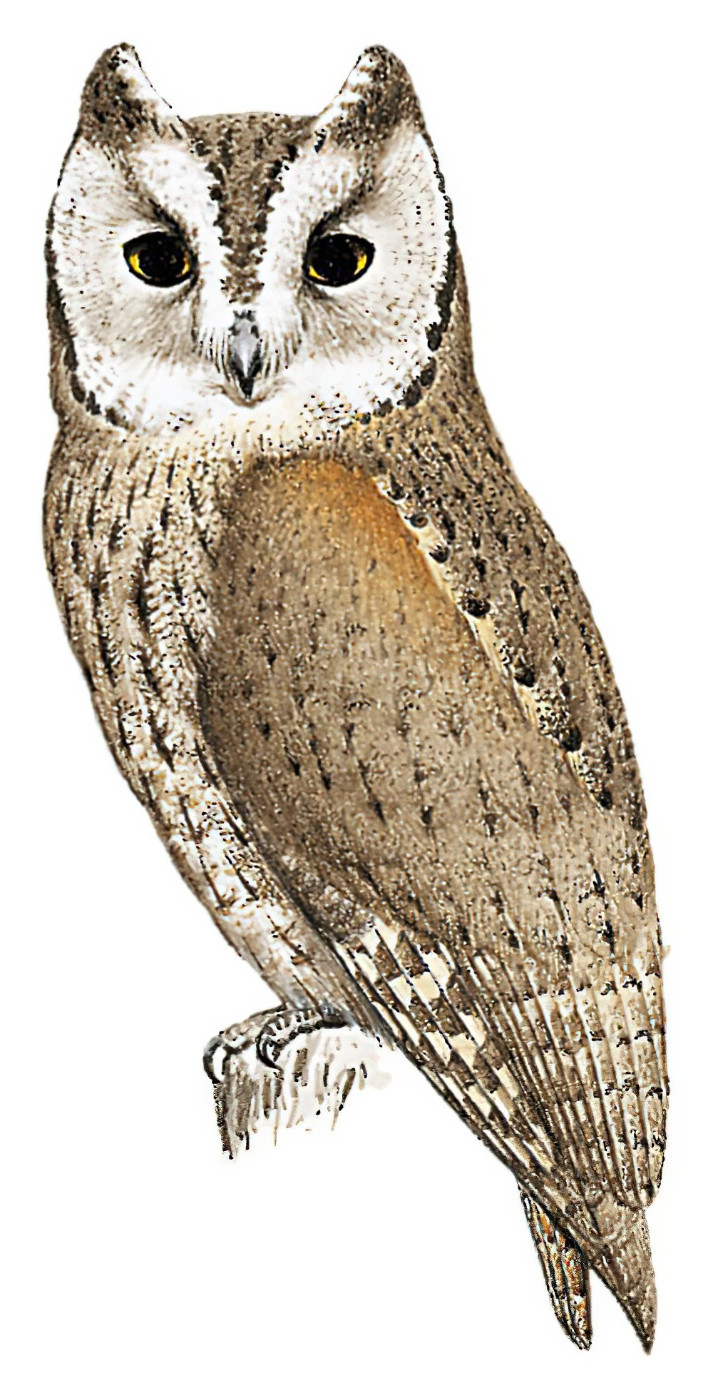 Arabian Scops-Owl / Otus pamelae
