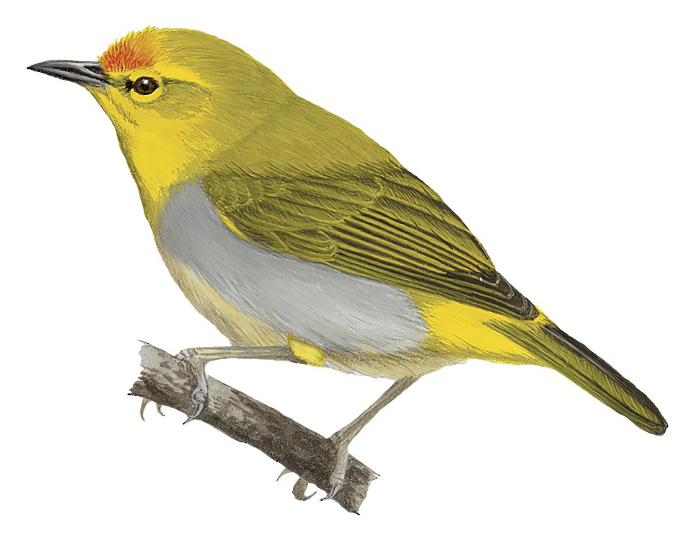 Yellow-spectacled White-eye / Zosterops wallacei