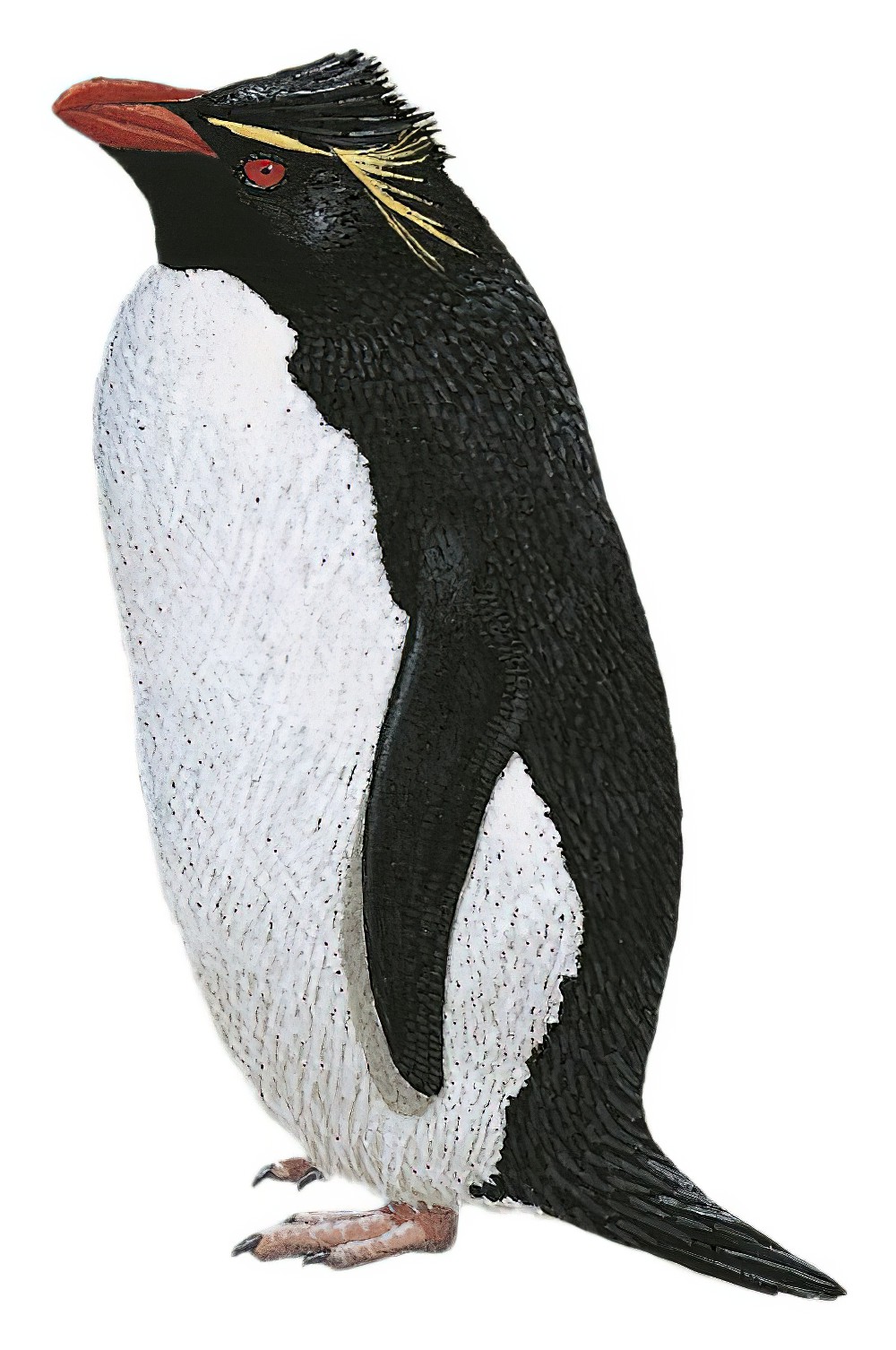 Southern Rockhopper Penguin / Eudyptes chrysocome