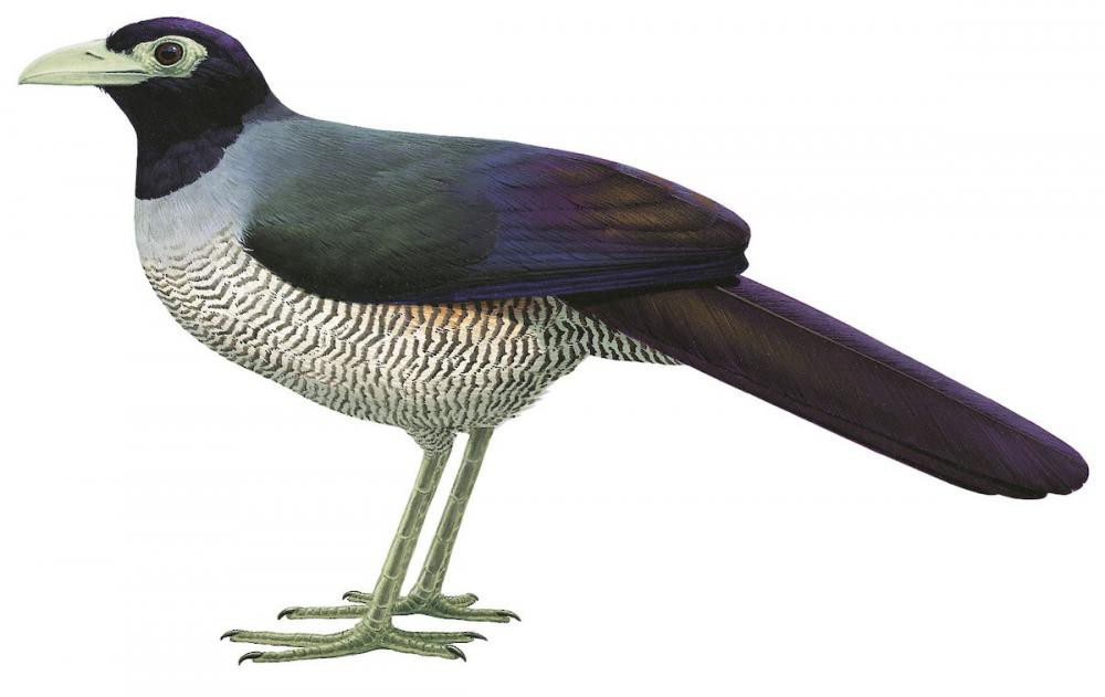 Bornean Ground-Cuckoo / Carpococcyx radiceus