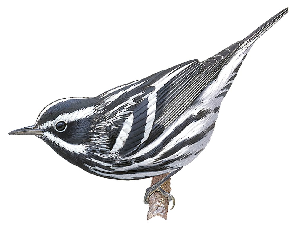 Black-and-white Warbler / Mniotilta varia