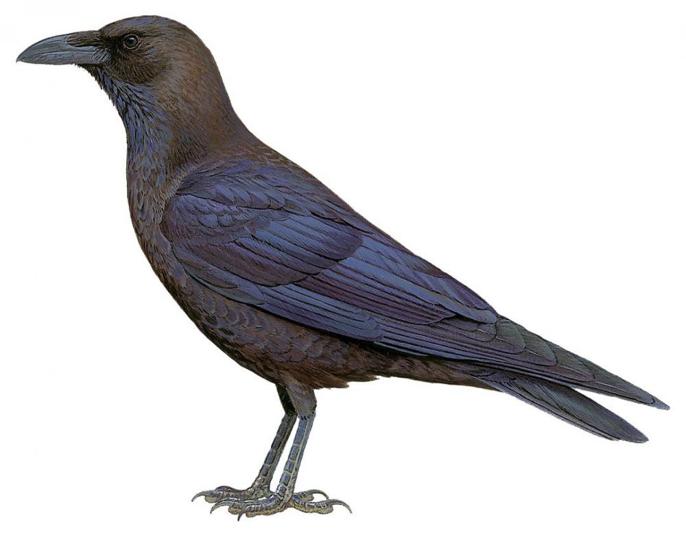 Brown-necked Raven / Corvus ruficollis