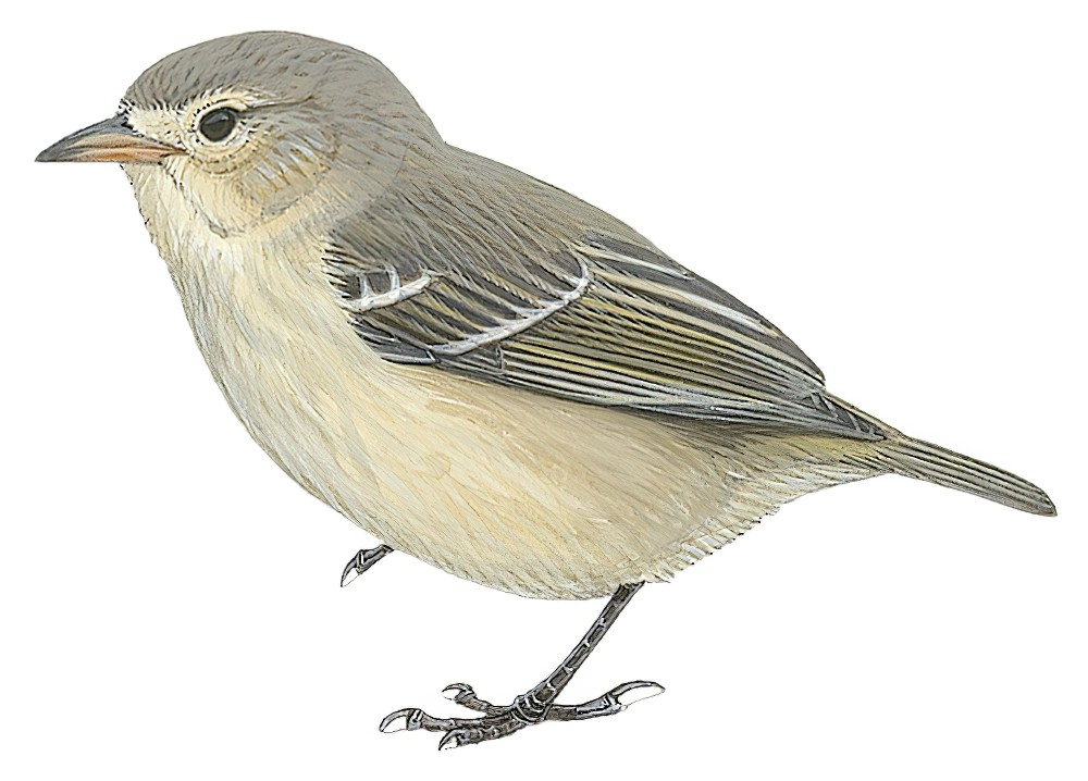 Gray Warbler-Finch / Certhidea fusca
