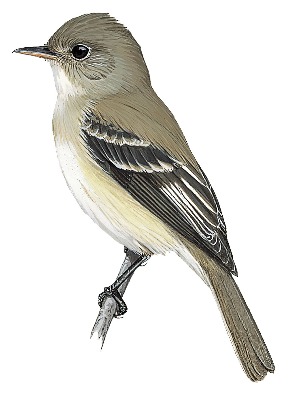 Willow Flycatcher / Empidonax traillii