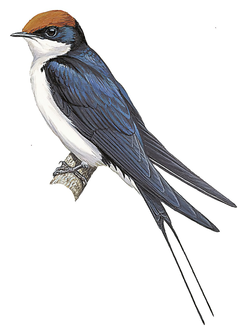 Wire-tailed Swallow / Hirundo smithii