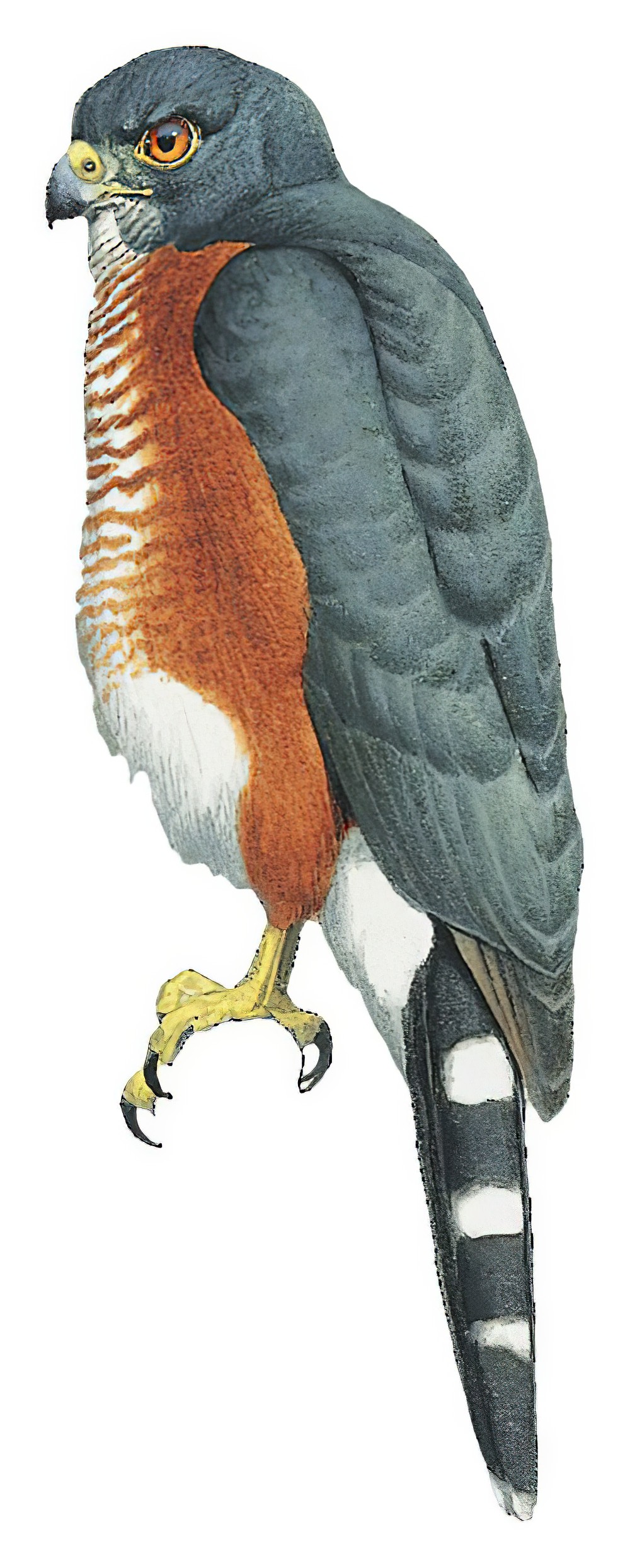 Chestnut-flanked Sparrowhawk / Accipiter castanilius