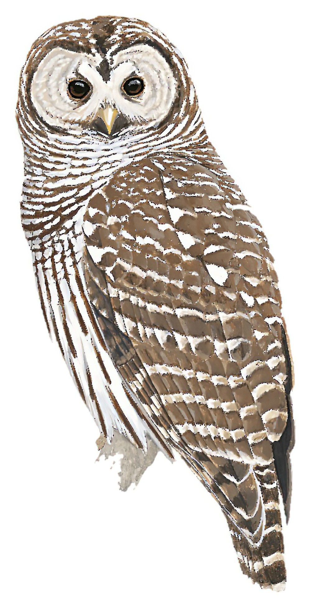 Barred Owl / Strix varia