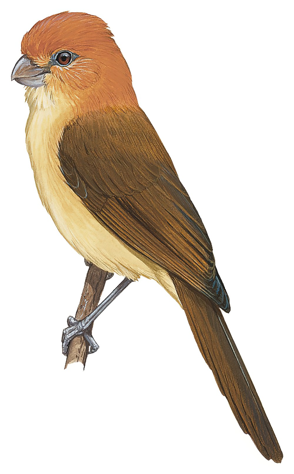 Rufous-headed Parrotbill / Psittiparus bakeri