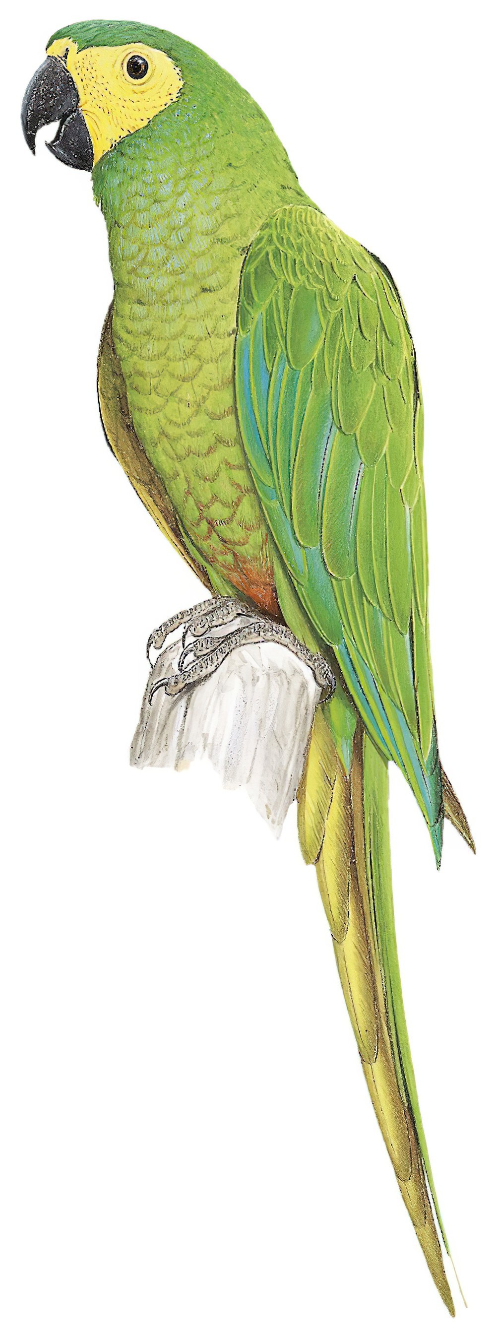 Red-bellied Macaw / Orthopsittaca manilatus