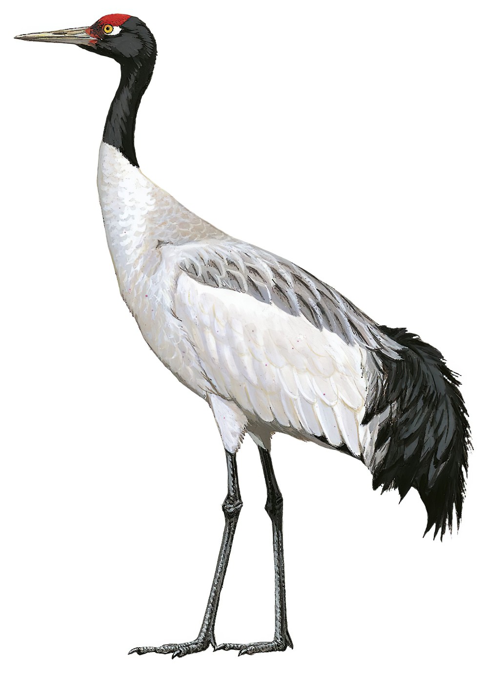 Black-necked Crane / Grus nigricollis