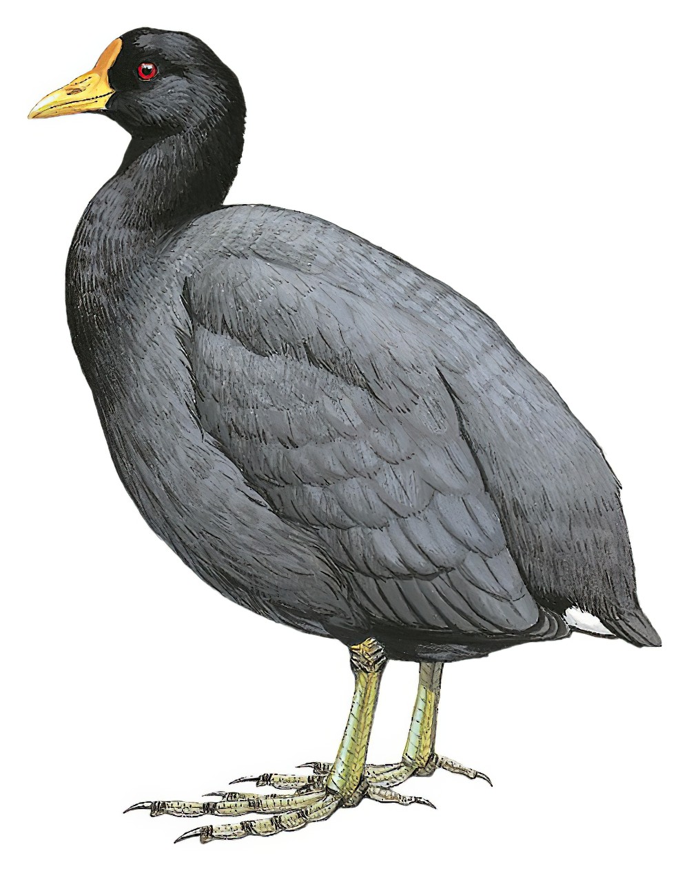 White-winged Coot / Fulica leucoptera