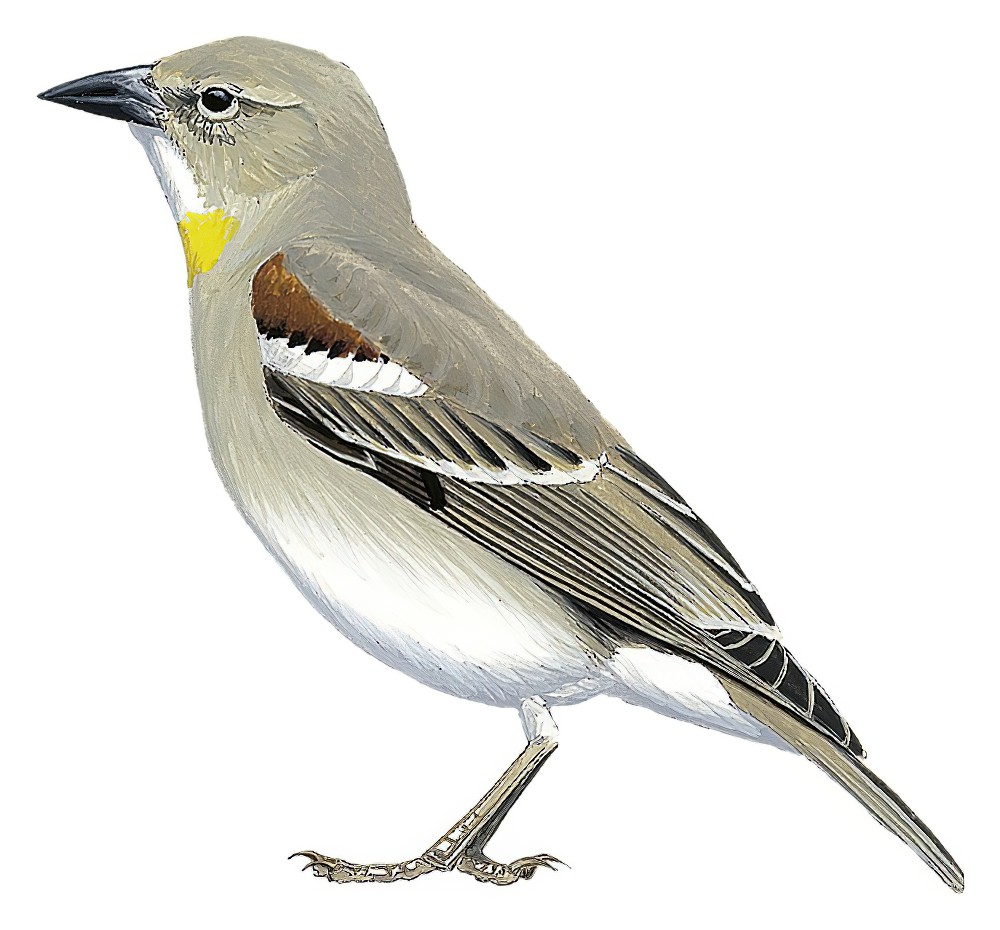Yellow-throated Sparrow / Gymnoris xanthocollis