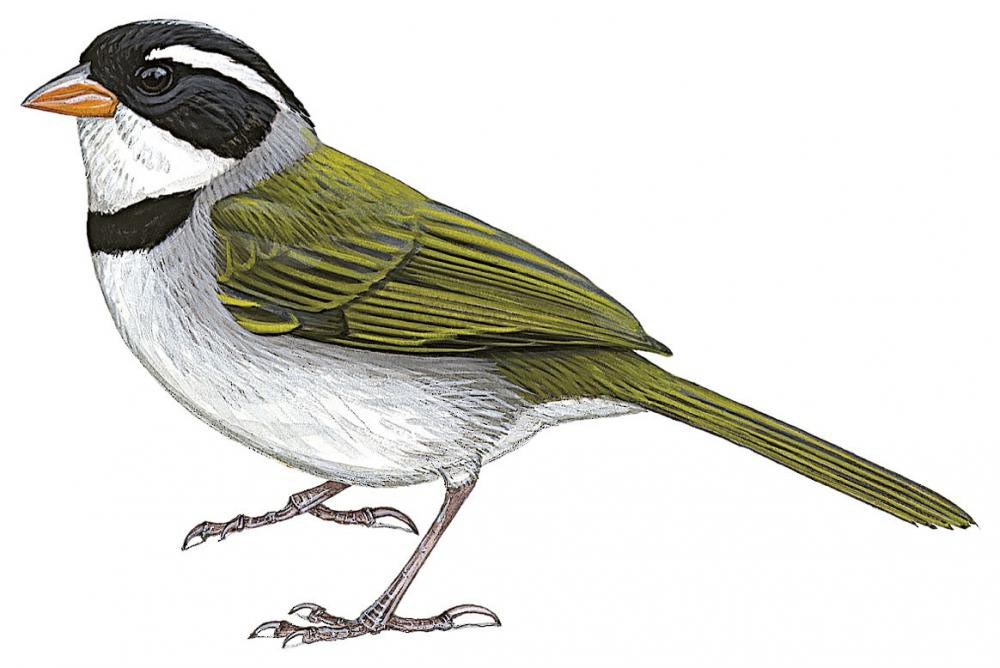 Saffron-billed Sparrow / Arremon flavirostris