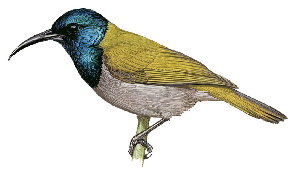 Green-headed Sunbird / Cyanomitra verticalis